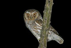 Elf Owl